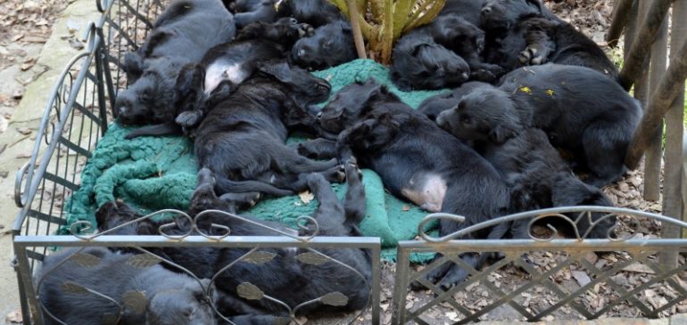 Happy 6 weeks, Funstuff H-litter!!