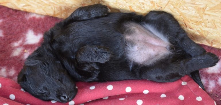 Happy 5 weeks, Funstuff H-Litter!