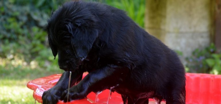 Happy 8 weeks, Funstuff H-litter!