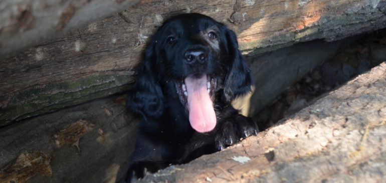 Happy 10 weeks, Funstuff H-litter!