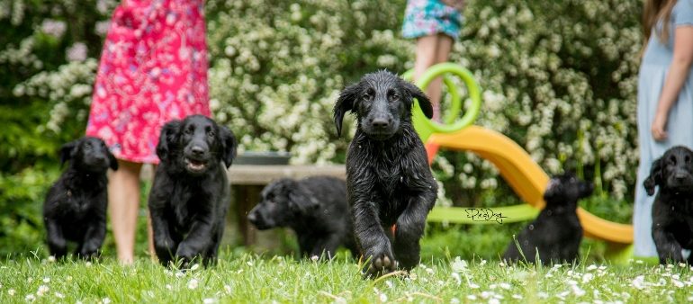 Happy 12 weeks, Funstuff H-litter – still puppies available