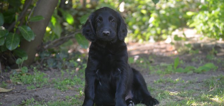 Funstuff H-litter, available puppies