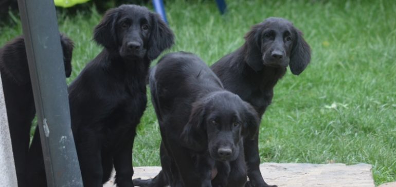 Funstuff H-litter, one girl and two dogs still available