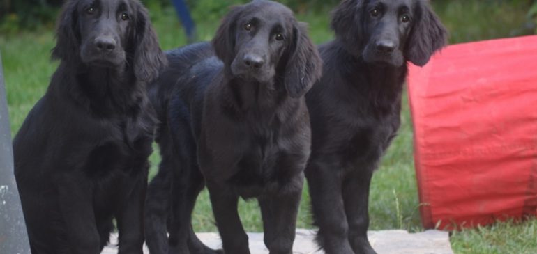 Funstuff H-litter, available puppies