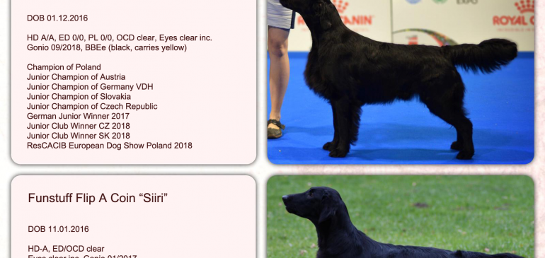 Litter plans for spring 2019