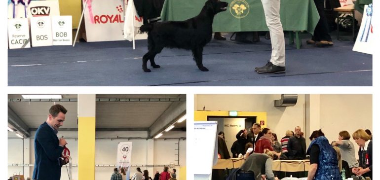 Fantastic Results at CACIB Wels 08.12.2018
