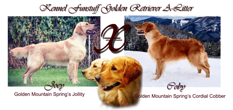 First Golden Retriever Litter in Funstuff Kennel