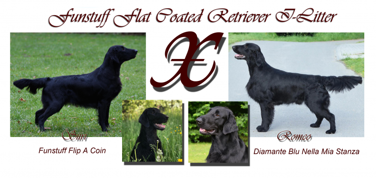 Funstuff Flatcoats I-litter mating 14.02.2019
