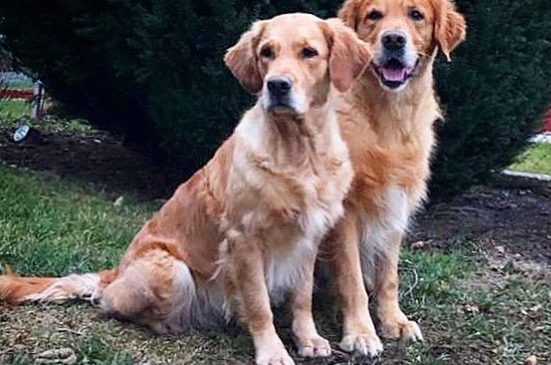 Funstuff Goldens A-litter, mating 08.02.2019
