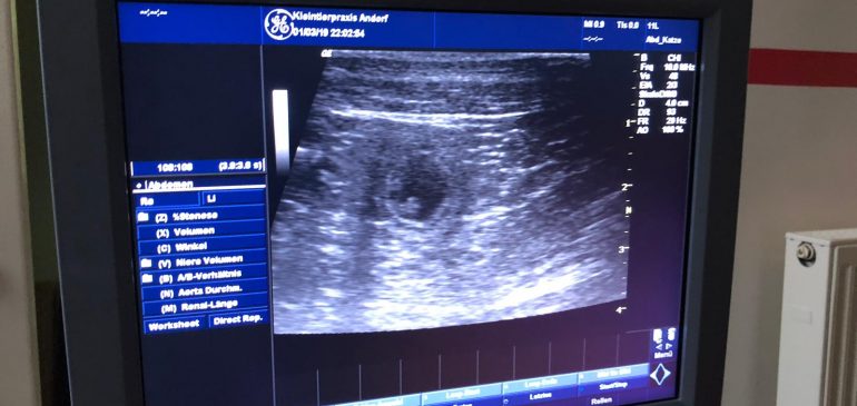 Funstuff Goldens – puppies expected