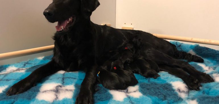 Funstuff I-litter, puppies are born