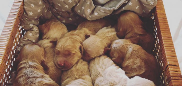 Golden Retriever R-litter, Gallery and weight table are online