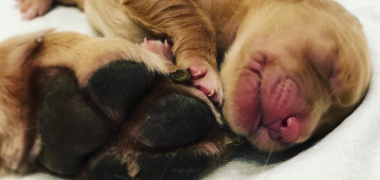 Happy 1st week, Funstuff Goldens R-litter!