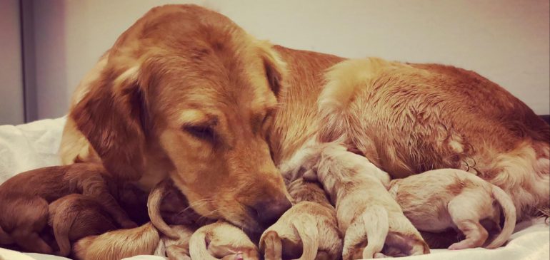 PUPPIIIIIEEES!! The first Funstuff Goldens are Born!