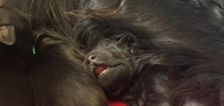 Happy 1st week Funstuff Flatcoats I-litter!