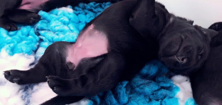 Happy 2 weeks, Funstuff Flatcoats I-litter!