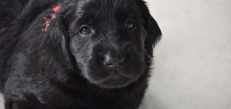 Happy 4 weeks, Funstuff J-litter