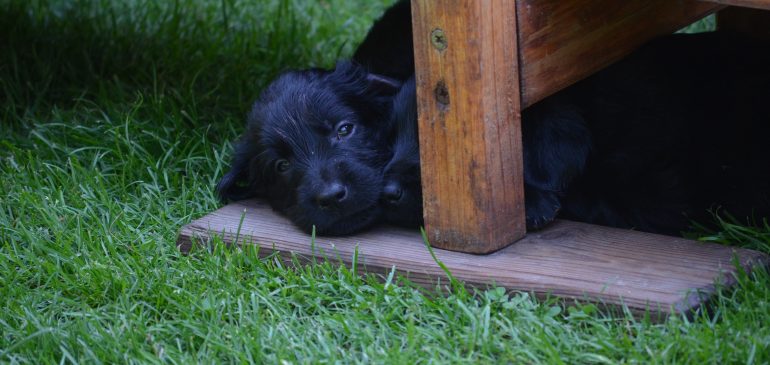 Happy 5 weeks, Funstuff J-litter