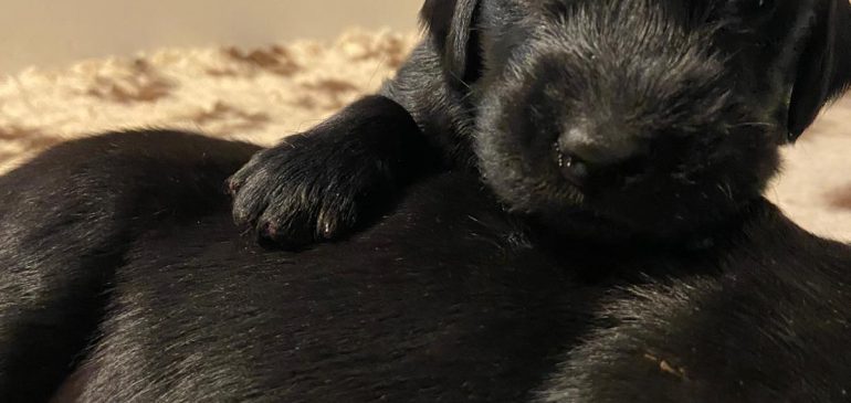 Happy 3 weeks, Funstuff J-litter!