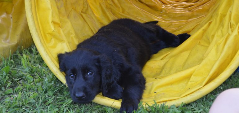 Happy 8 weeks, Funstuff J-litter!