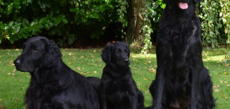Bye, bye Funstuff J-litter puppies!