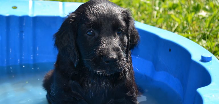 Happy 6 weeks, Funstuff J-litter!