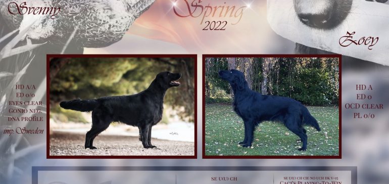 Funstuff K-Litter is planned for Spring 2022