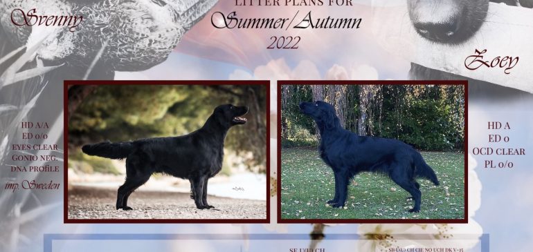 New litter plans!
