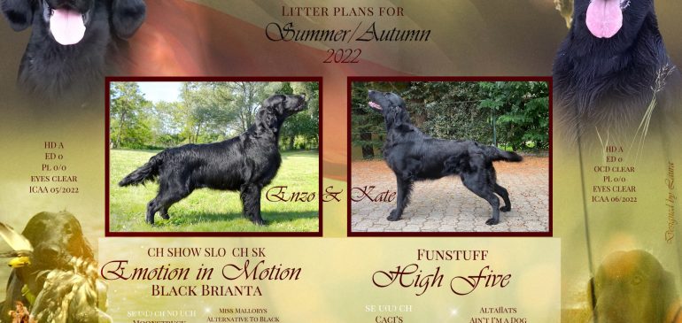 Another litter is planned for Summer/Autumn 2022!