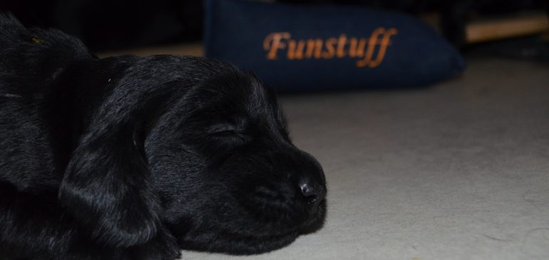 Happy 3 weeks, Funstuff K-litter!