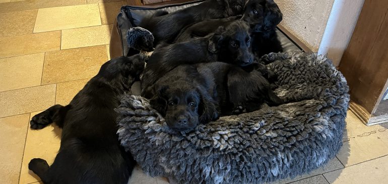 Happy 7 weeks, Funstuff K-litter!