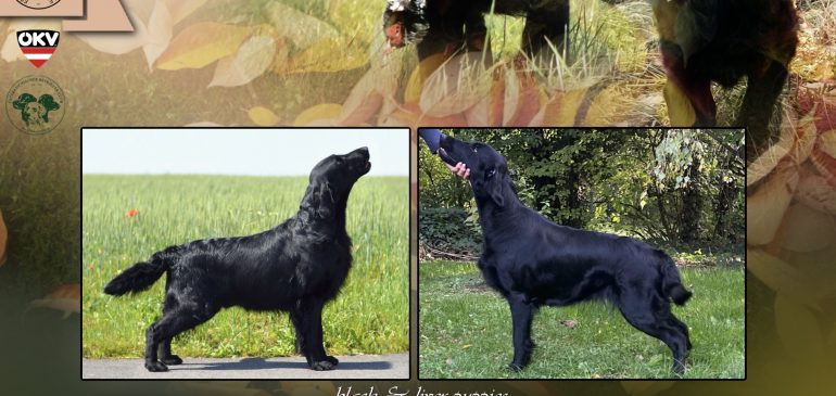 New Litter Plans for Winter/Spring 2025/2026