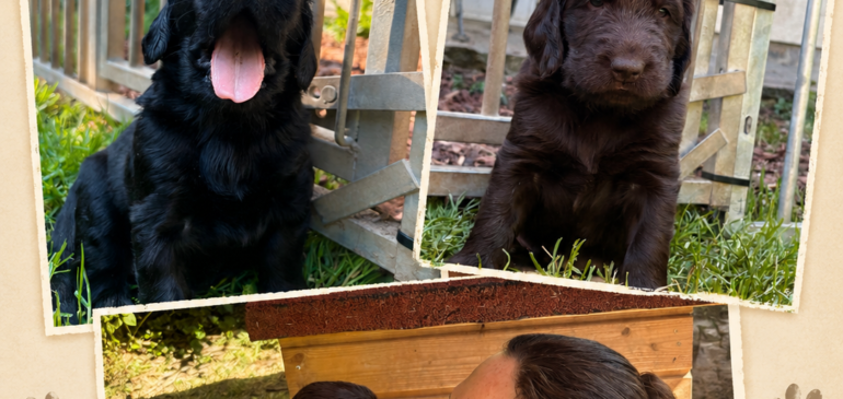 Happy 4 weeks, Funstuff M-Litter!
