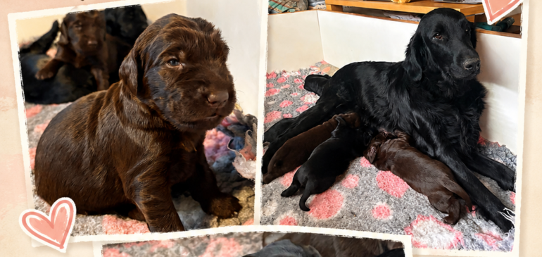 Happy 2 weeks, Funstuff M-Litter!