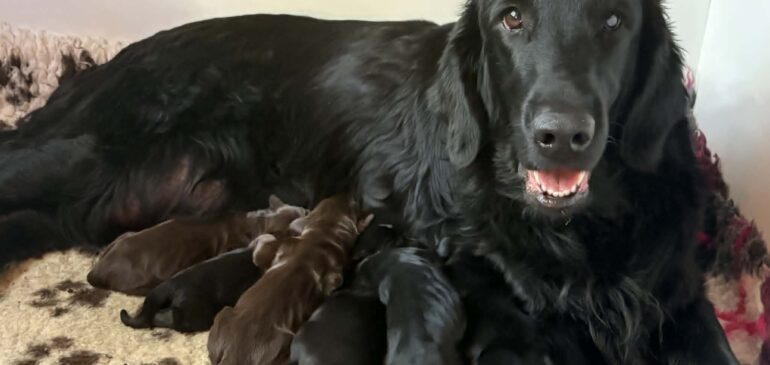 We have Puppies! Funstuff M-Litter is born!