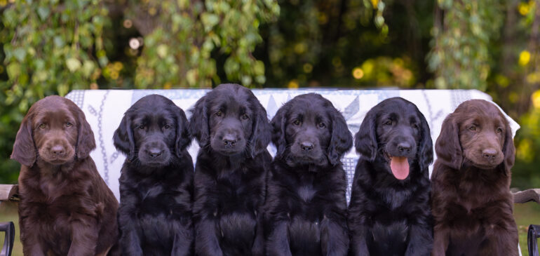 Happy 7 weeks, Funstuff M-Litter!