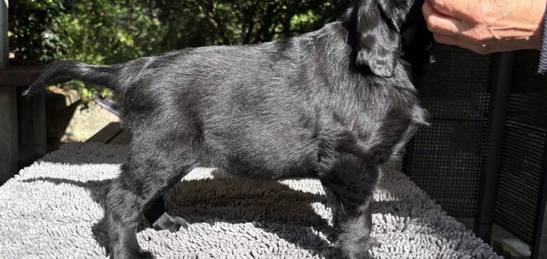 One black puppy girl is available again